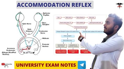 Accommodation Reflex || Special Sense Physiology - YouTube