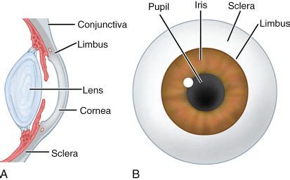 limbus corneae