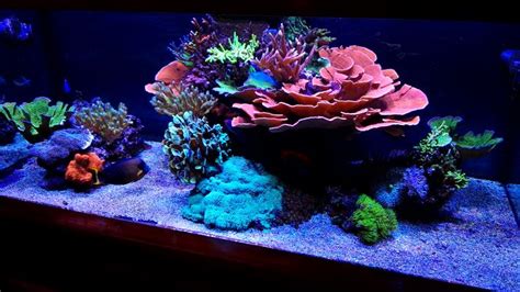 Reef tank | 산호