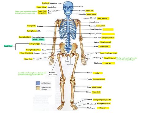 Biologi itu Kita: Sistem Gerak Manusia