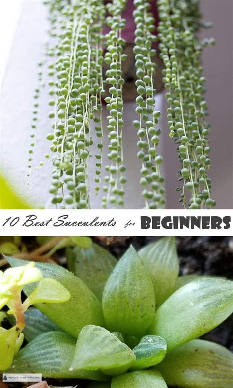 10 best succulents for beginners easiest succulents to grow – Artofit