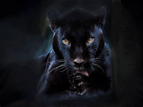 Black Panther Eyes Wallpapers - Top Free Black Panther Eyes Backgrounds - WallpaperAccess