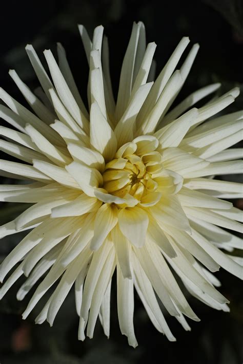 White Dahlia | Focal World