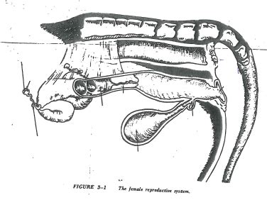 Female Cow Reproductive System