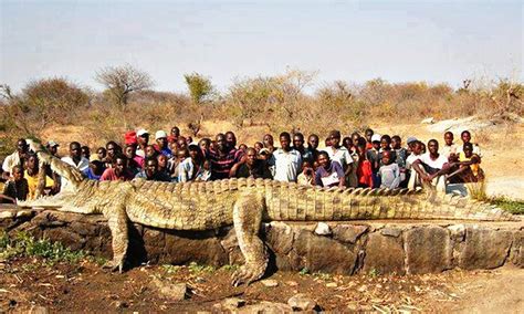 17+ Largest Crocodile Ever Recorded, Info Terbaru!