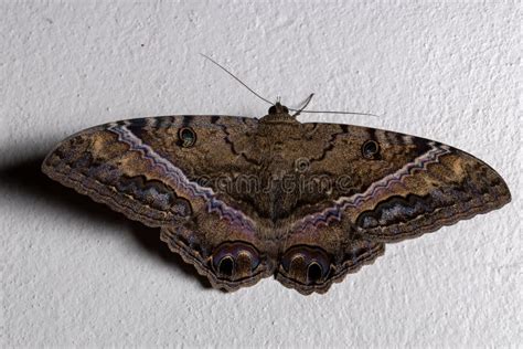 Black Witch Moth Caterpillar Stock Photo - Image of wildlife, larva ...