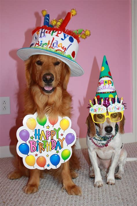 Birthday Wishes Dog Images