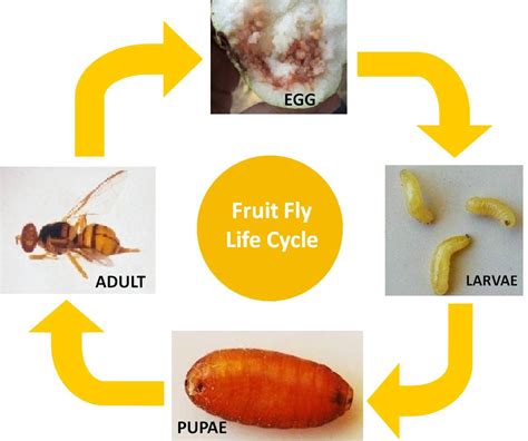 Fruit Flies Life Cycle