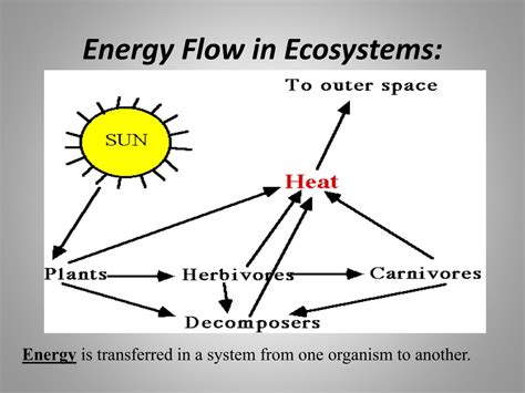 Energy Flow In Ecosystem Diagram