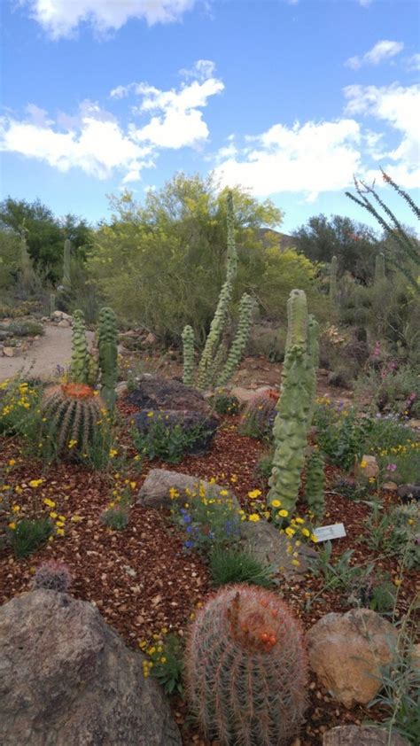 Arizona-Sonora Desert Museum - Life Untethered