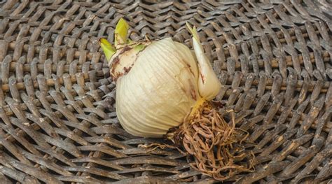 How to Plant, Grow and Care For Flowering Amaryllis Plants