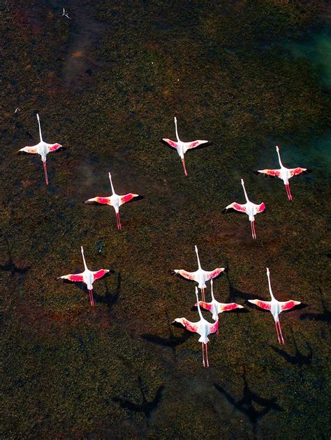 Incredible Aerial Photos of Flamingo Migration by Raj Mohan - Design Swan