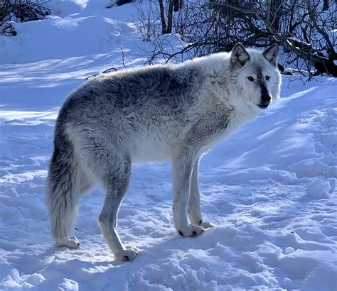 Alaska Zoo wolves Archives - KTOO