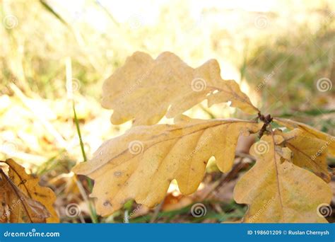 Autumn oak leaves close up stock image. Image of winter - 198601209