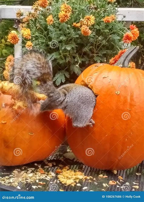 Squirrel in a pumpkin stock photo. Image of autumn, fall - 108267686