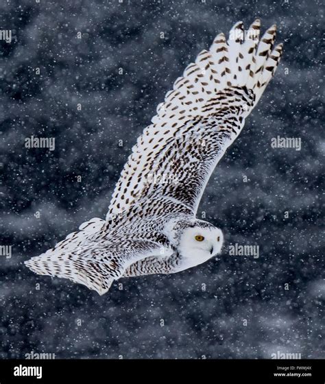 Snowy Owl Flying