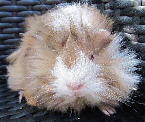 All Things Guinea Pig: Breeds and Varieties