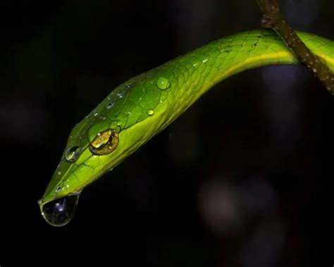 Green Vine Snake - Facts, Diet, Habitat & Pictures on Animalia.bio