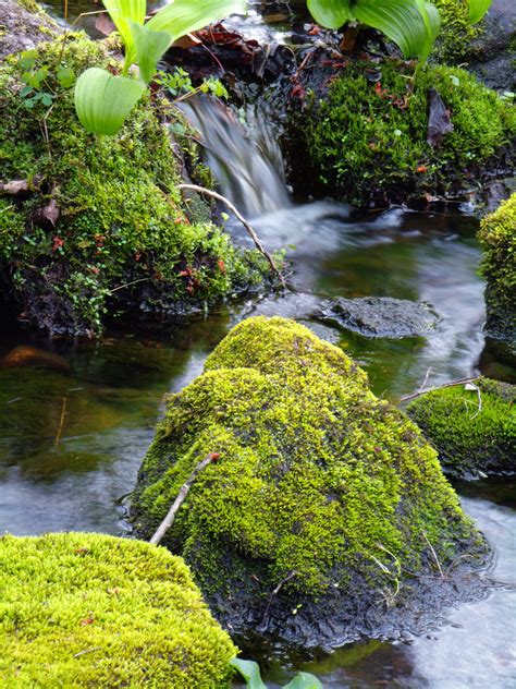 Free Images : tree, nature, forest, rock, waterfall, plant, wood, leaf, flower, moss, pond ...