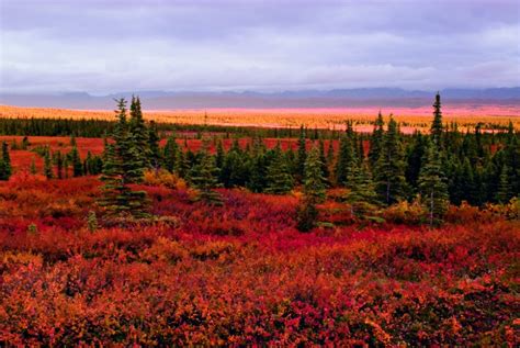 Catch fall fever with Alaska’s stunning foliage