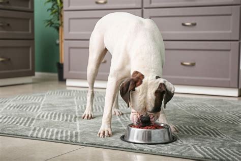 10 Best Dog Foods for Shedding in 2024 – Reviews & Top Picks – Dogster