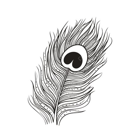 Black And White Peacock Feather Vector Outline Sketch Drawing, Peacock ...