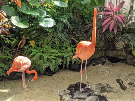 HAPPY BIRTHDAY TO KEY WEST’S FAVORITE FLAMINGOS