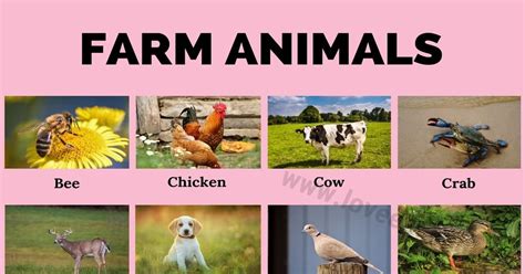 Farm Animals: 20 Names of Animals That Live on a Farm - Love English