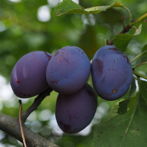 10Pcs Plum Tree Seeds, Fruit Tree, Easy To Grow – Passion For Plantation