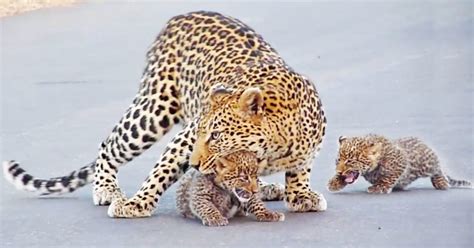 Adorable mother leopard teaches one of her confused cubs how to cross ...