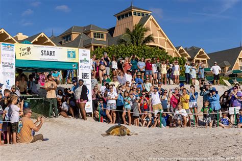 15th Annual Tour de Turtles Underway from Disney’s Vero Beach Resort ...