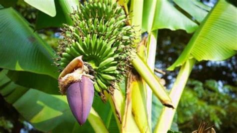 Banana Stem Benefits : అరటి కాండం తినండి.. అద్భుతమైన ఆరోగ్య ప్రయోజనాలు పొందండి-how to eat banana ...