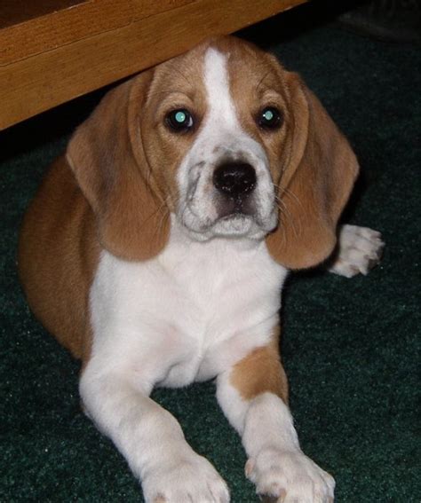 My pet dog, Baby beagle, Dog eyes