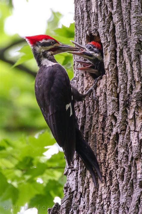 Red Mohawk: At Home with Michigan’s Pileated Woodpecker | Woodpecker, Michigan nature, Red