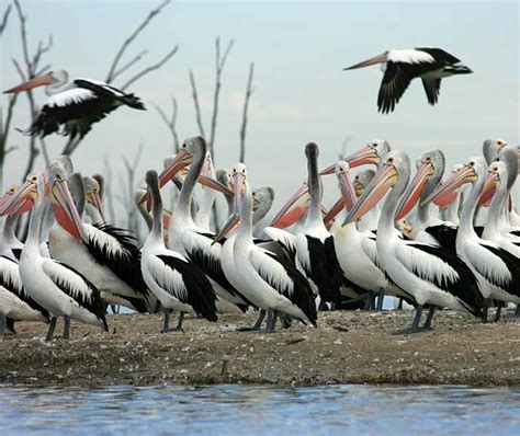 Birds in wetlands | NSW Environment and Heritage