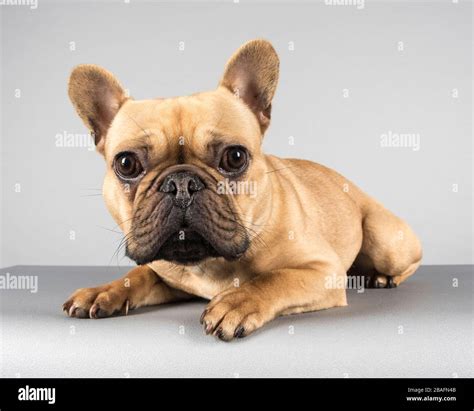 French Bulldog photographed in the UK Stock Photo - Alamy