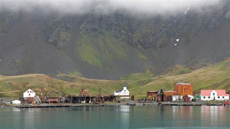 South Georgia Island Has Finally Been Certified Free Of Swarms Of Rats ...