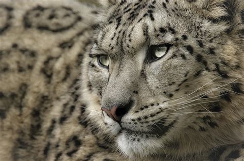 Eyes of a Snow Leopard Photograph by Chris Boulton - Fine Art America