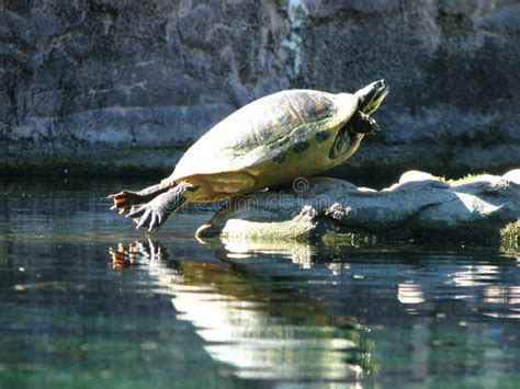 Funny Turtle stock photo. Image of neck, testudines, reptile - 1796308