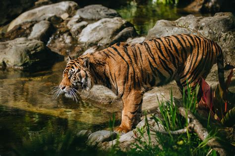 Sumatran Tiger | Endangered Big Cat Species | Auckland Zoo