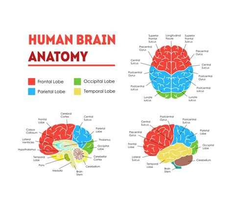 Parts Of The Brain: Anatomy, Structure Functions, 46% OFF