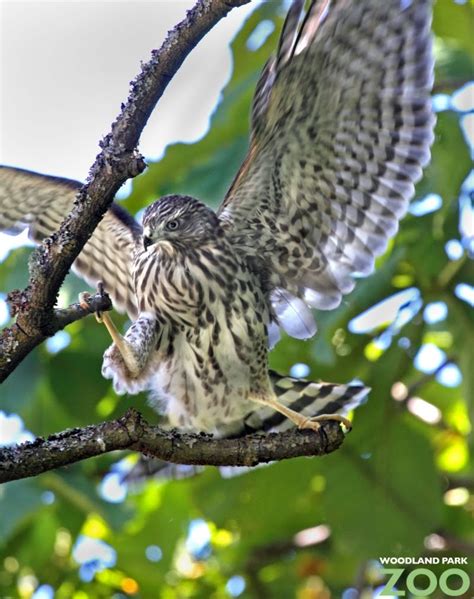 Wild Cooper’s hawks nesting at the zoo