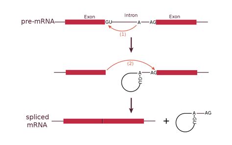 RNA splicing - Wikipedia