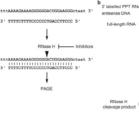 HIV-1 RNase H structure and function. ( a) Crystal structure of HIV-1... | Download Scientific ...