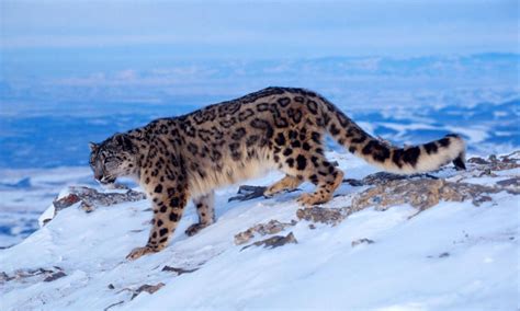 Snow Leopard Habitat Shrinks amid Climate Change Crisis