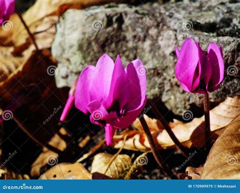 Cyclamen Coum Flower Natural in Forest Stock Image - Image of rounded, coum: 170909979