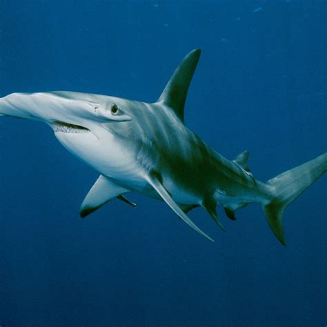 Pictures Of Hammerhead Sharks Clearance Sales, Save 61% | jlcatj.gob.mx