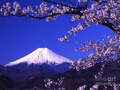 Mount Fuji and Cherry Blossoms Photograph by AAR Reproductions - Fine Art America