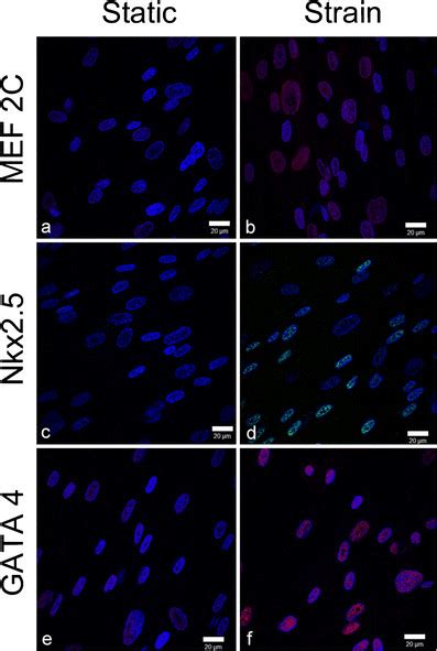 Immunohistochemical analysis of the expression and localization of... | Download Scientific Diagram