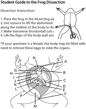 Virtual frog dissection with worksheet - yogapase